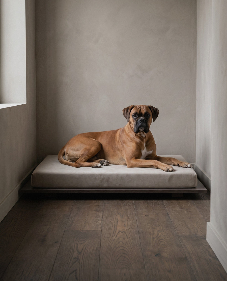 Boxer on the Kumo orthopedic dog bed by Jeff&Co