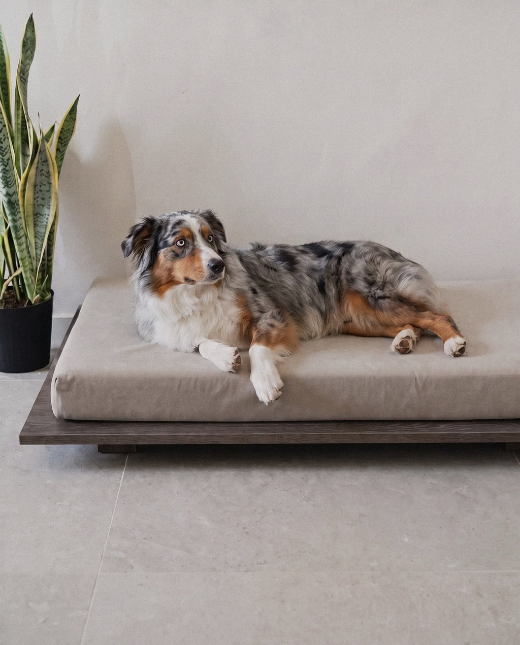 Dog on the Kumo orthopedic dog bed by Jeff&Co
