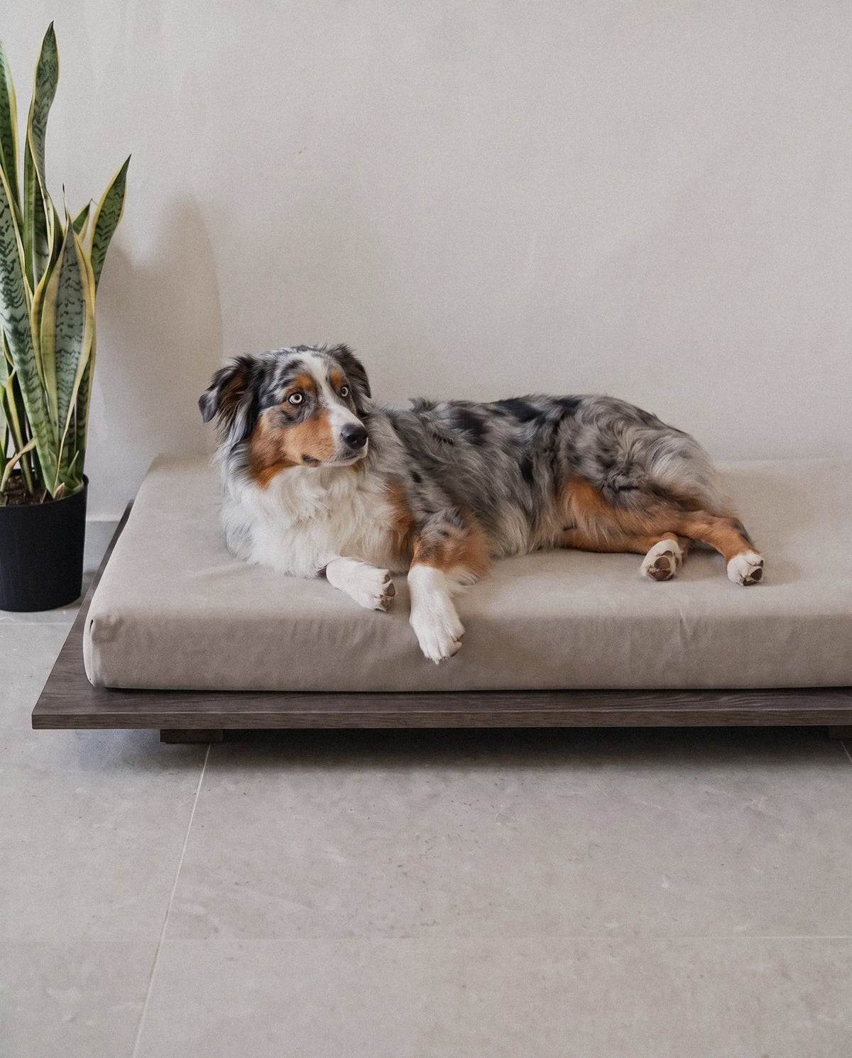 Dog on the Kumo orthopedic dog bed by Jeff&Co