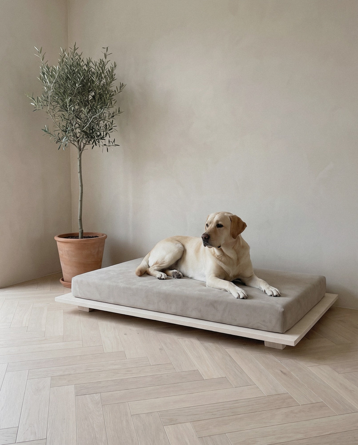 Dog on the Kumo orthopedic dog bed by Jeff&Co