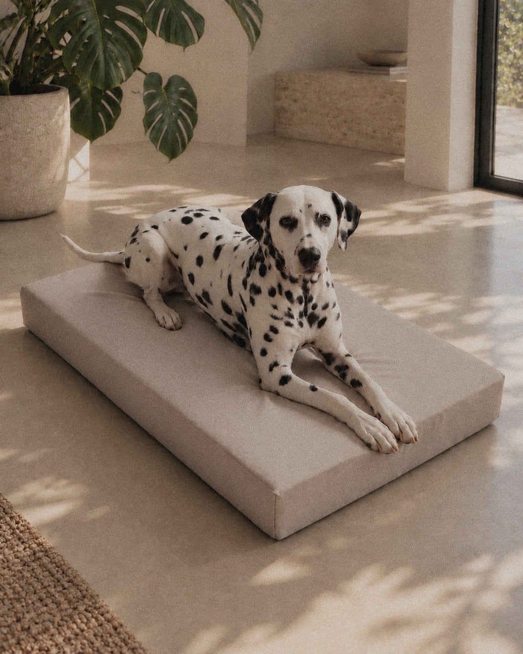 Dog on the Jeff&Co orthopedic mattress