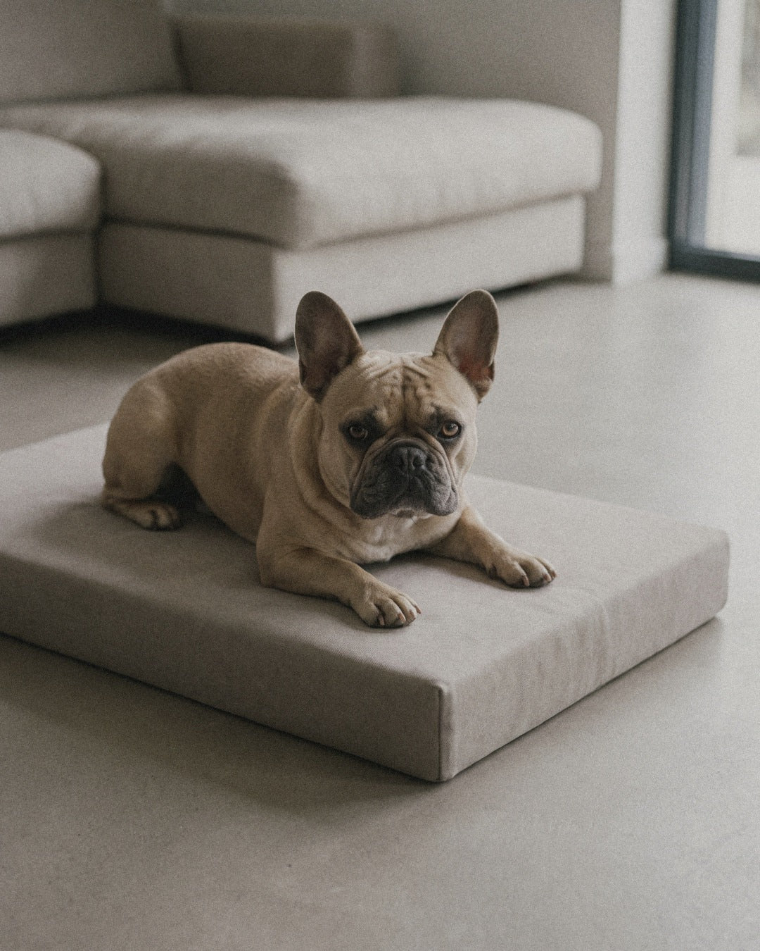 Dog on the Jeff&Co orthopedic mattress