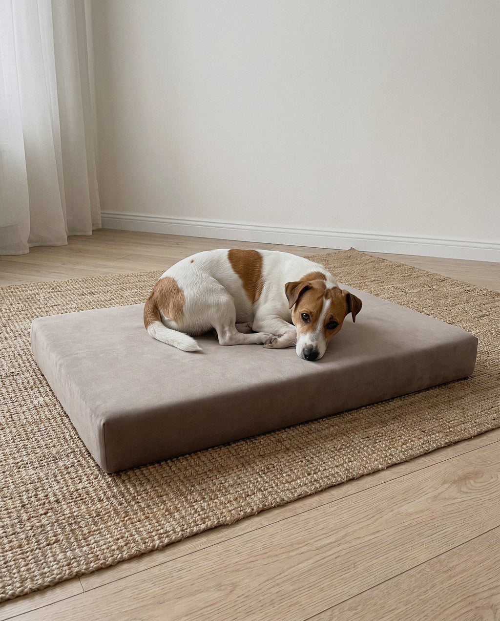 Dog on the Jeff&Co orthopedic mattress