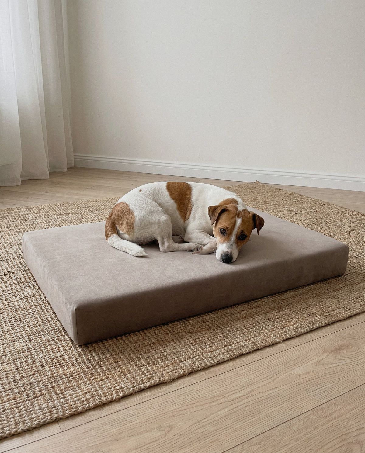 Dog on the Jeff&Co orthopedic mattress