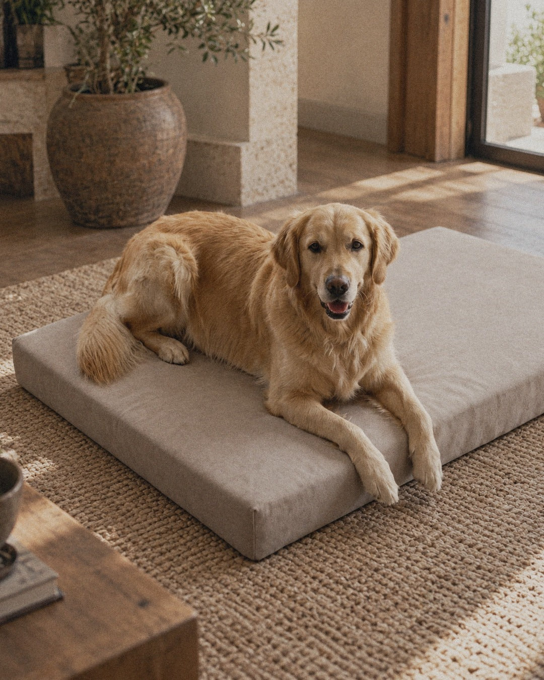 Dog on the Jeff&Co orthopedic mattress